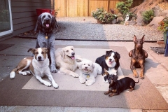Right Paw Forward Alumni