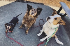 Right Paw Forward Alumni