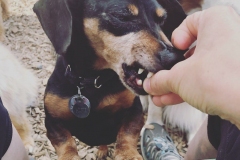 Right Paw Forward Alumni