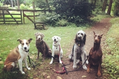 Right Paw Forward Alumni