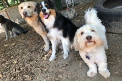 Right Paw Forward Alumni