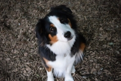 Right Paw Forward Alumni
