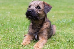 Right Paw Forward Alumni